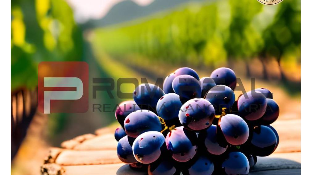 PREDAJ výnimočnej vinice