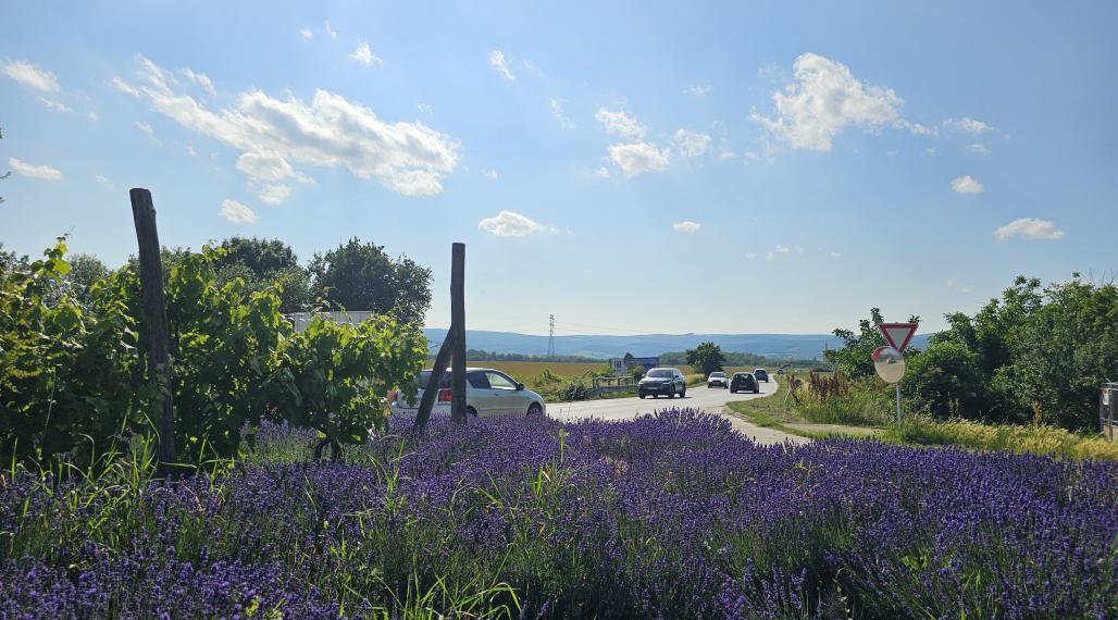 Na prenájom pozemok Pezinok 3118m2